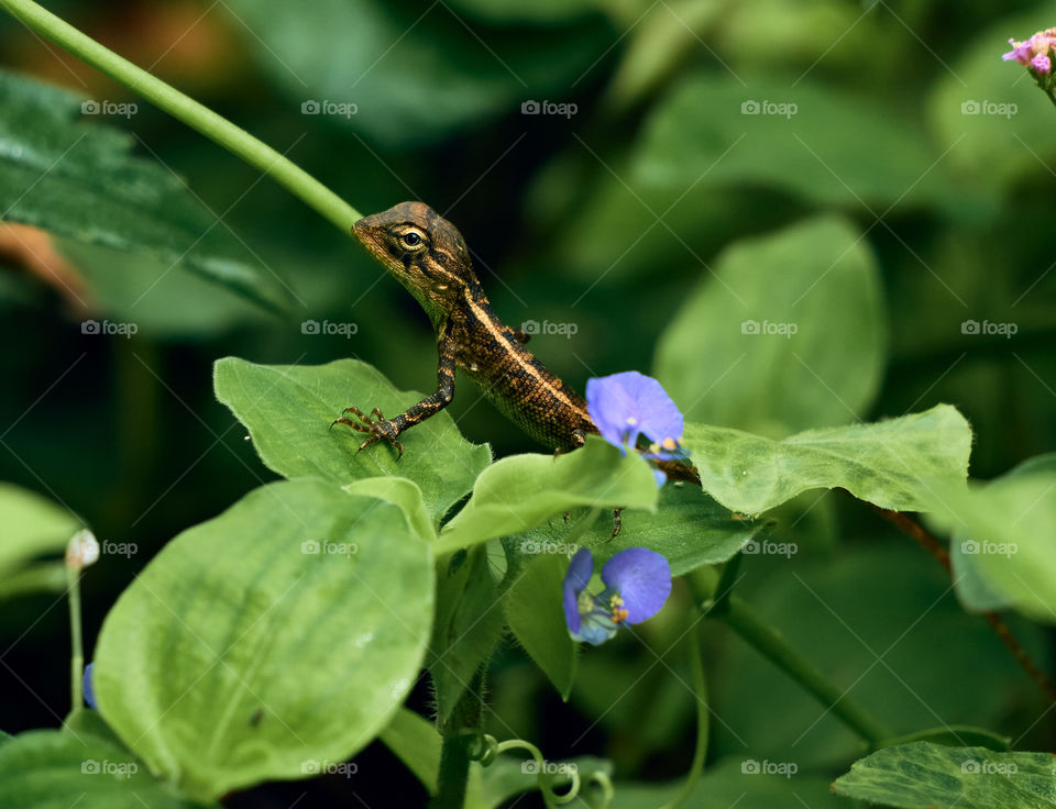 Oriental lizard  - backyard