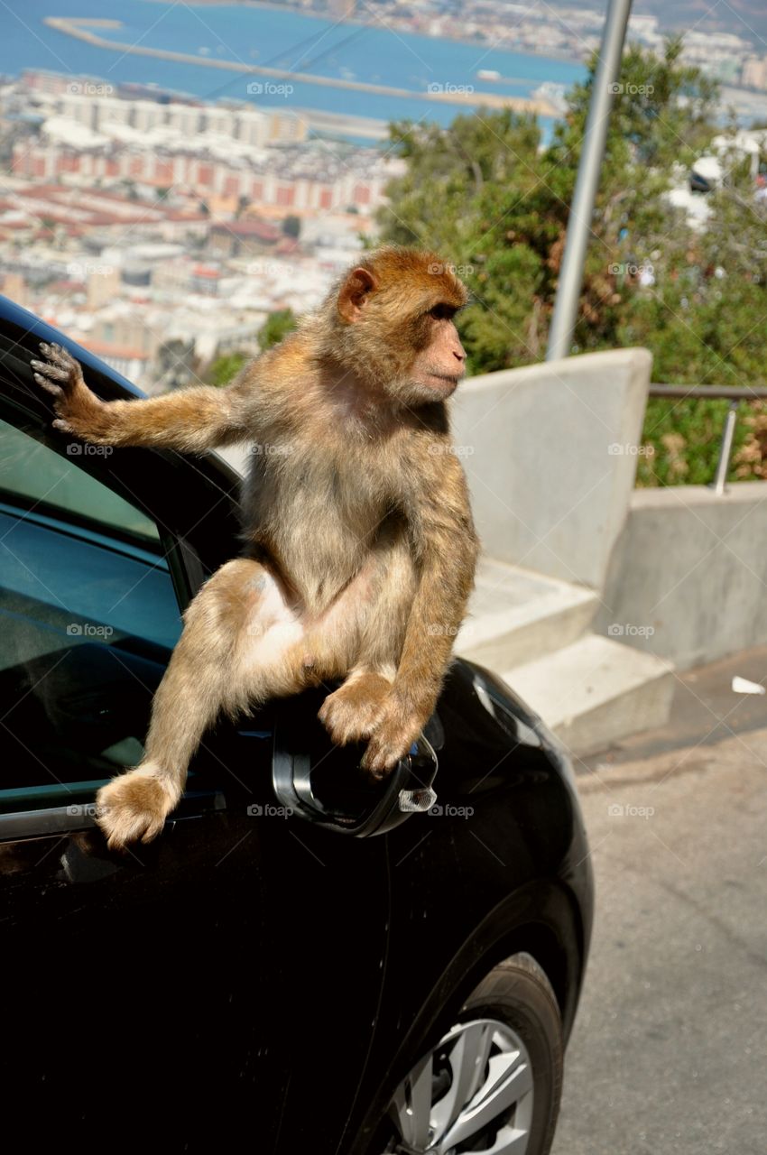 monkey on a car