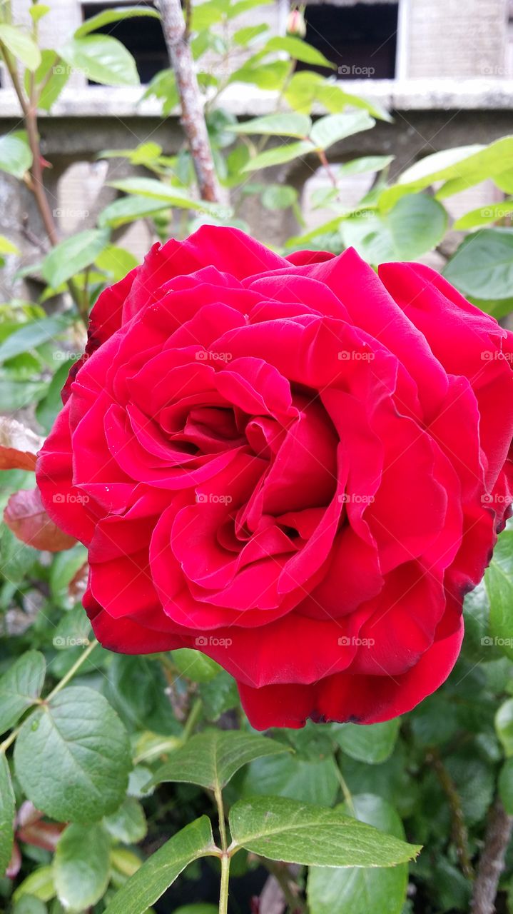 rose