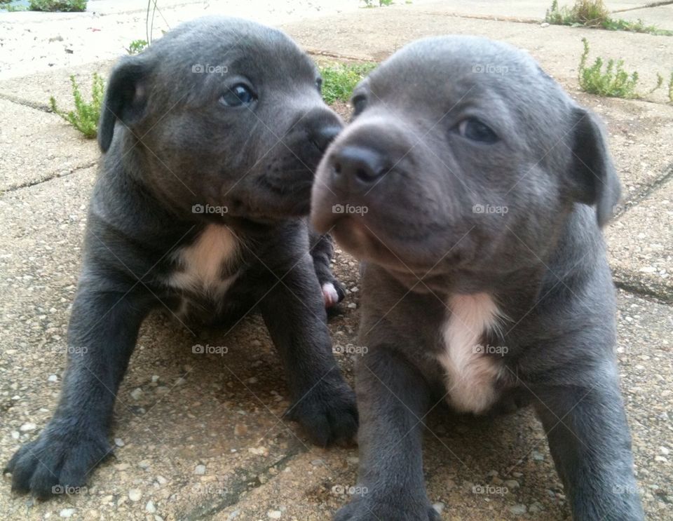 Staffy Pups