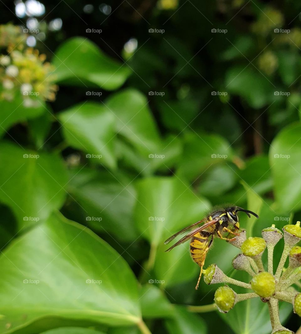 Bee searching for nectar on english ivy