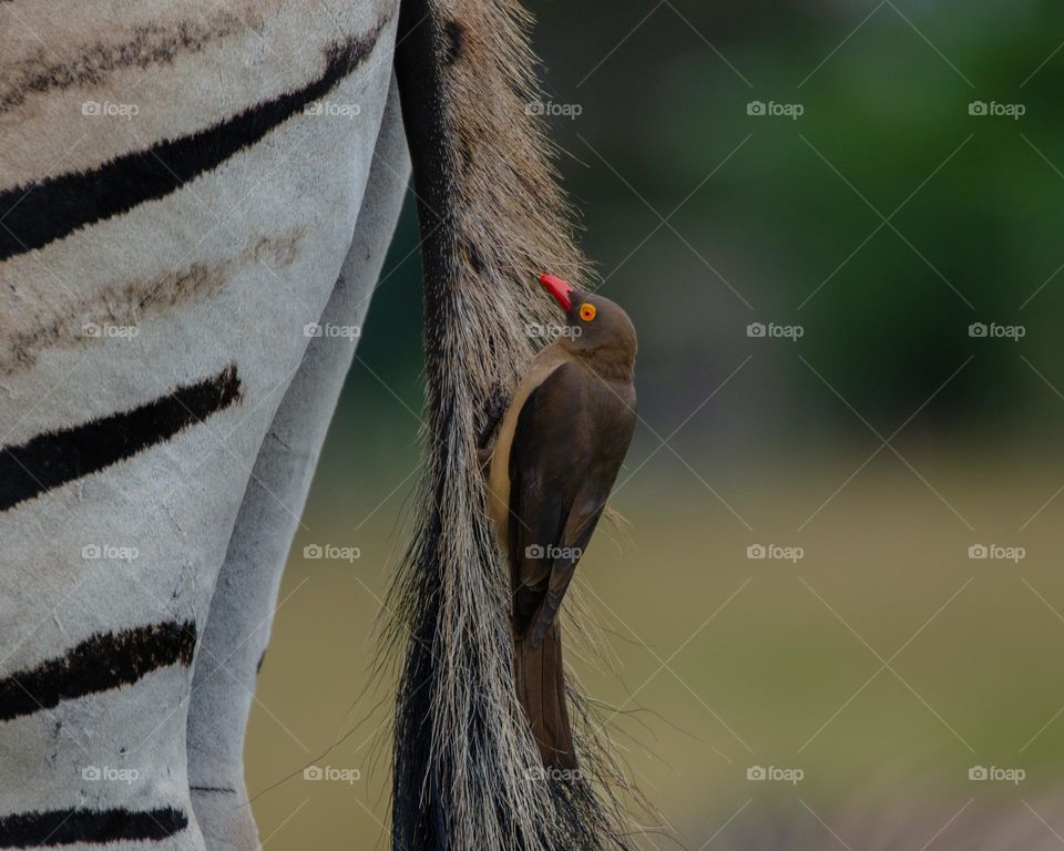 Oxpecker on a zebras tail