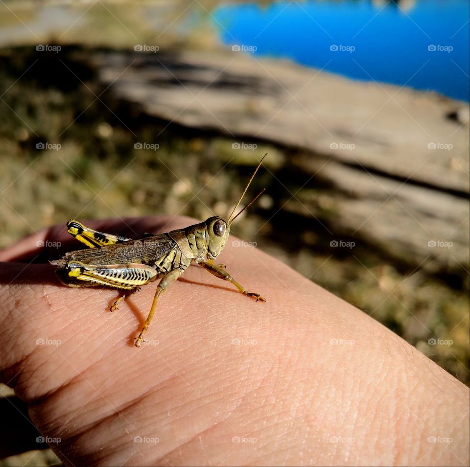 grasshopper close-up