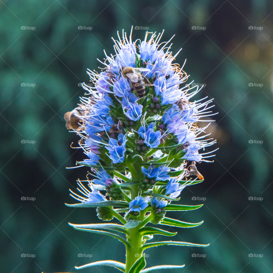 Blue perennial flower