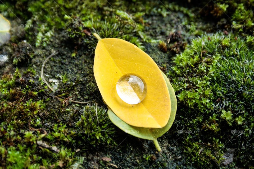 Moss , leaf , water drop