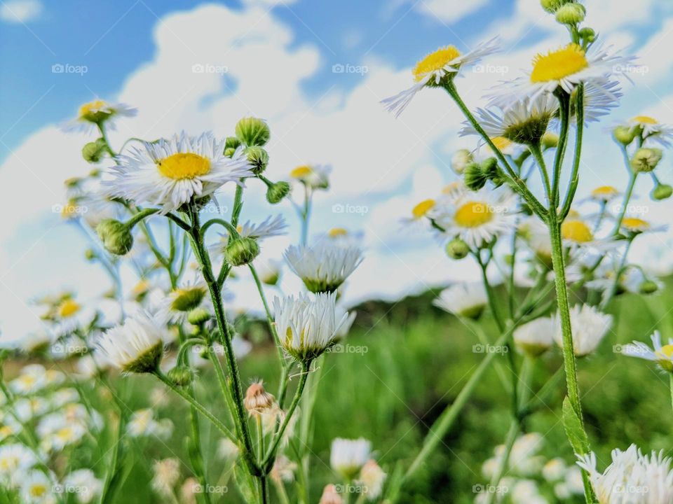 springtime flower bloom