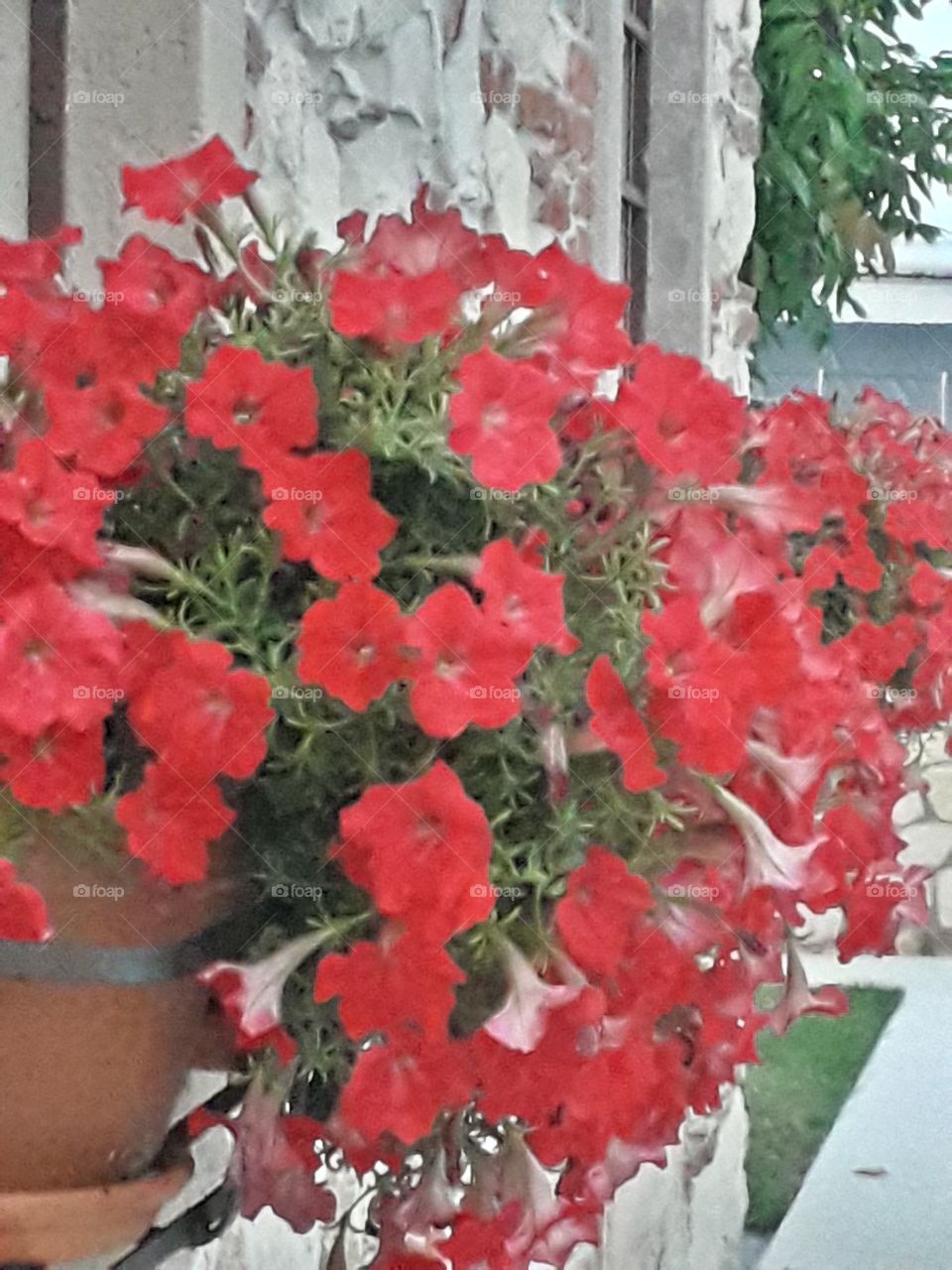 red flowers