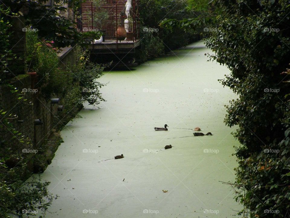 scars on the river's green tomb