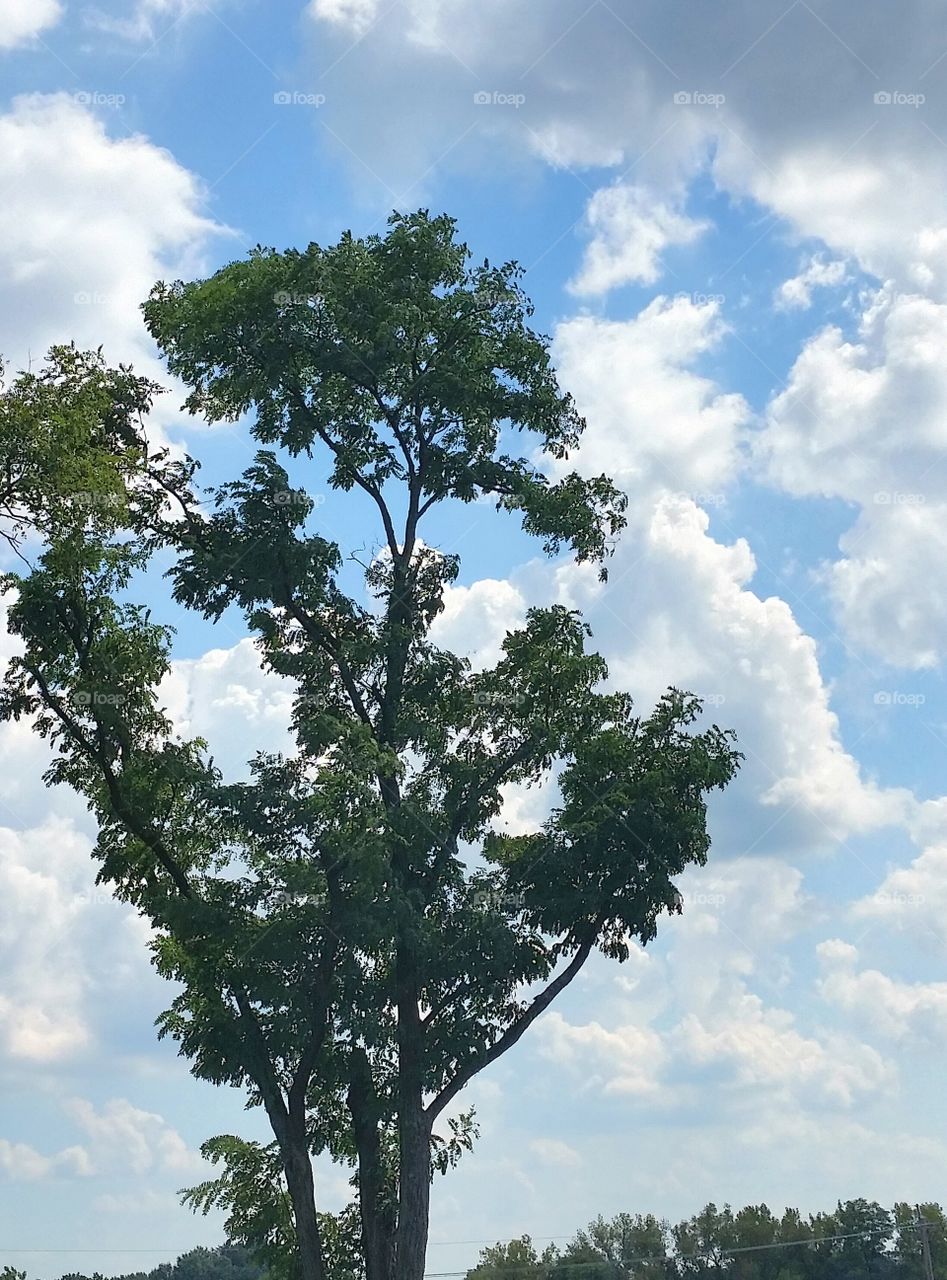 Tree Against Clouds