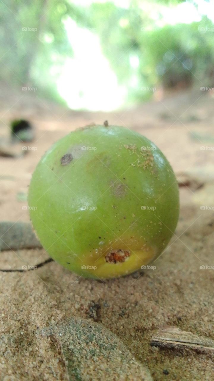fruit