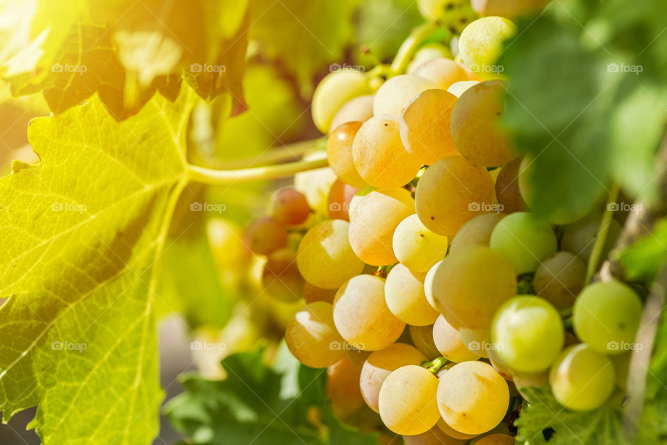 Sweet and tasty white grape bunch on the vine. White ripe grape clusters