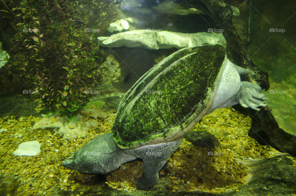 turtle swimming. turtle diving to bottom