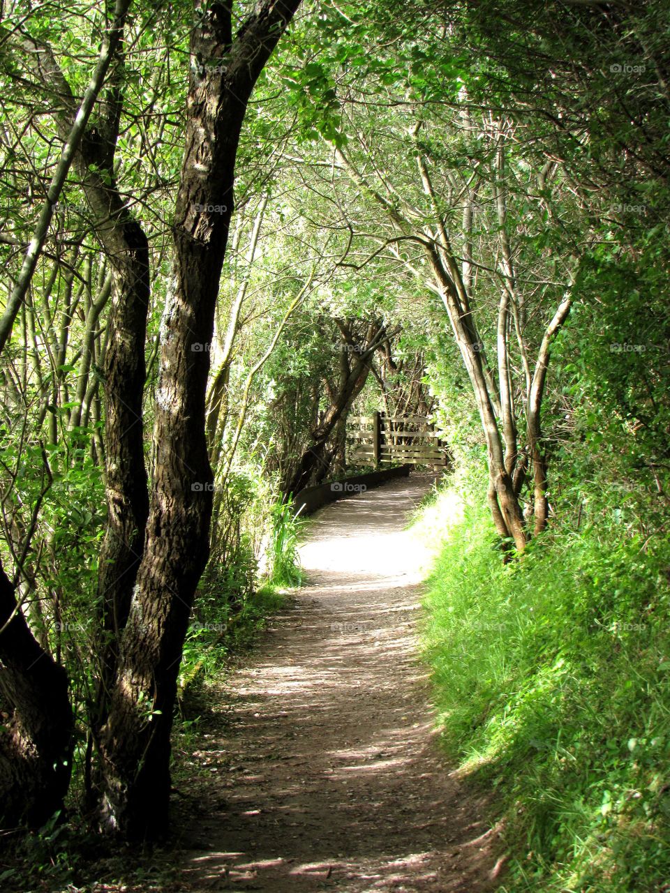 green arch