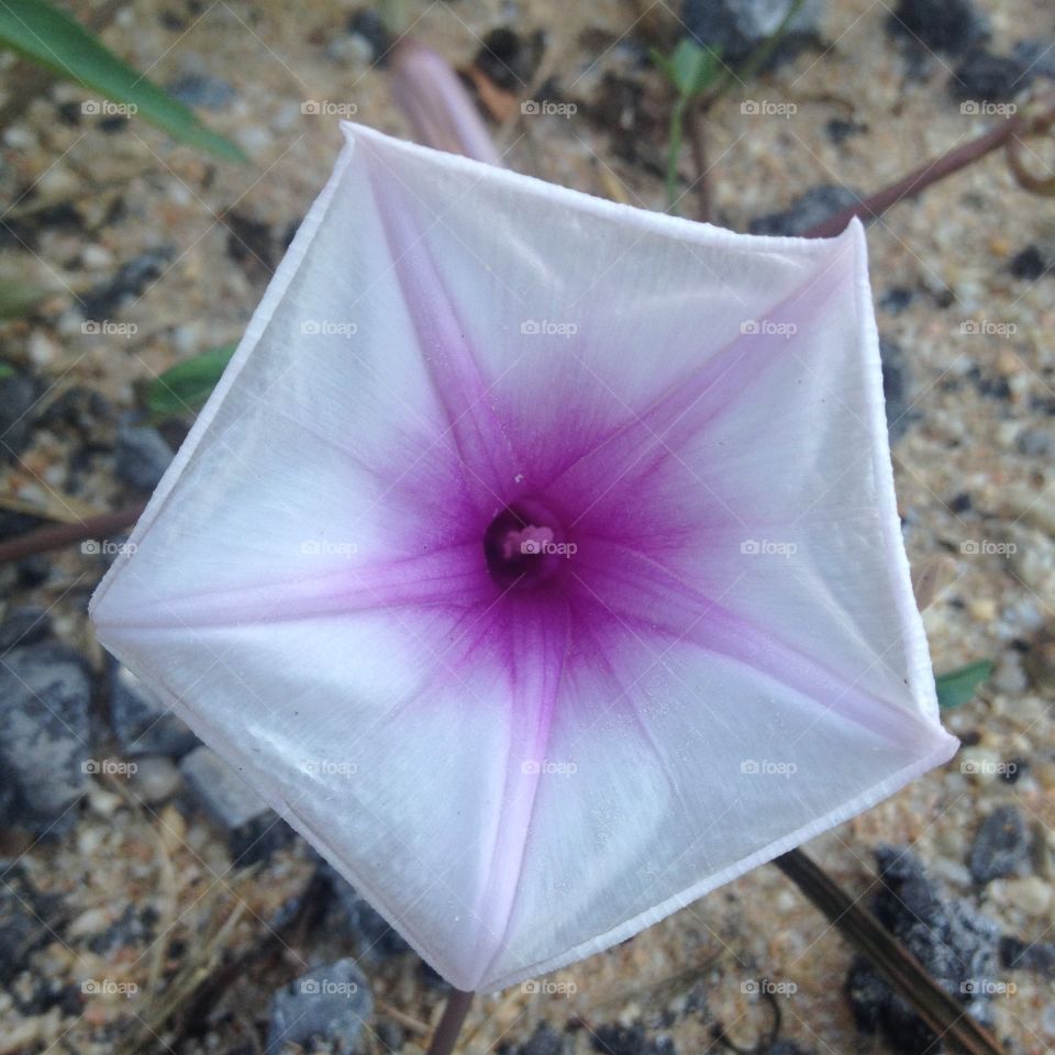 Morning glory is simple but so beautiful. 