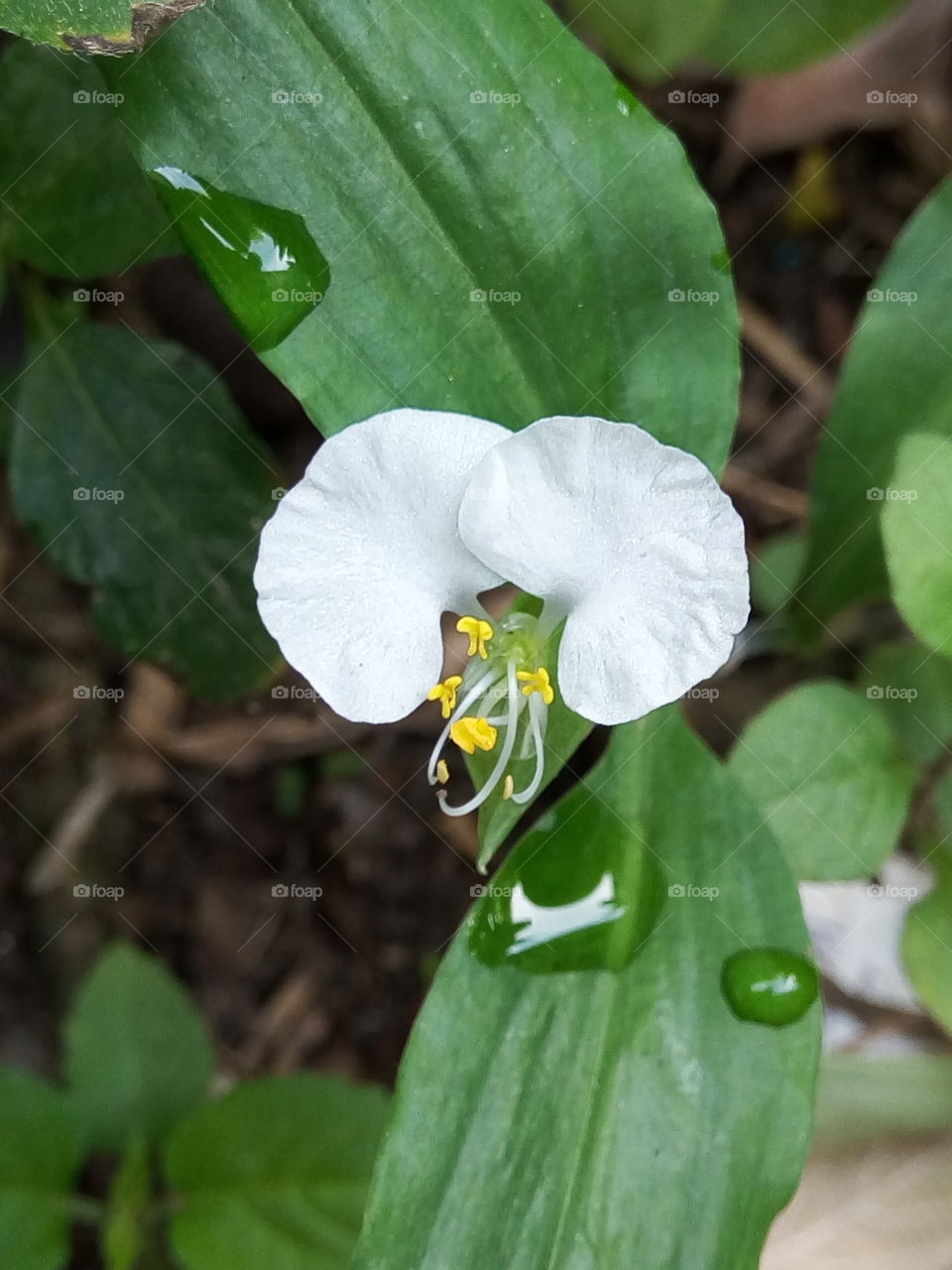 Nature, Leaf, Flora, No Person, Flower