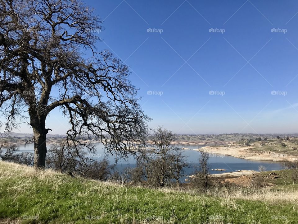 Tree overlooking the lake