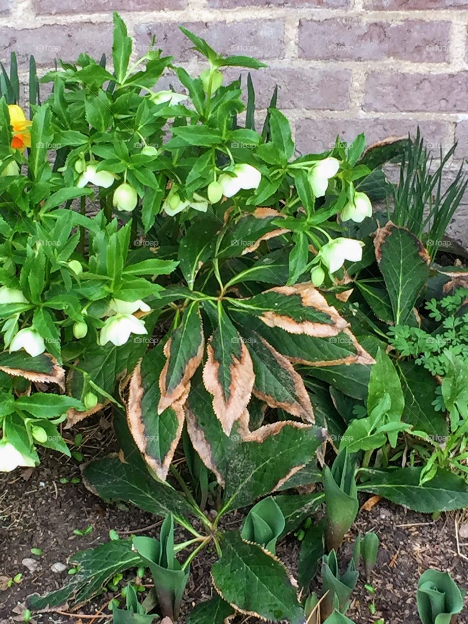 Plants and Flowers