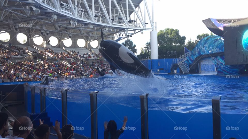 SeaWorld 