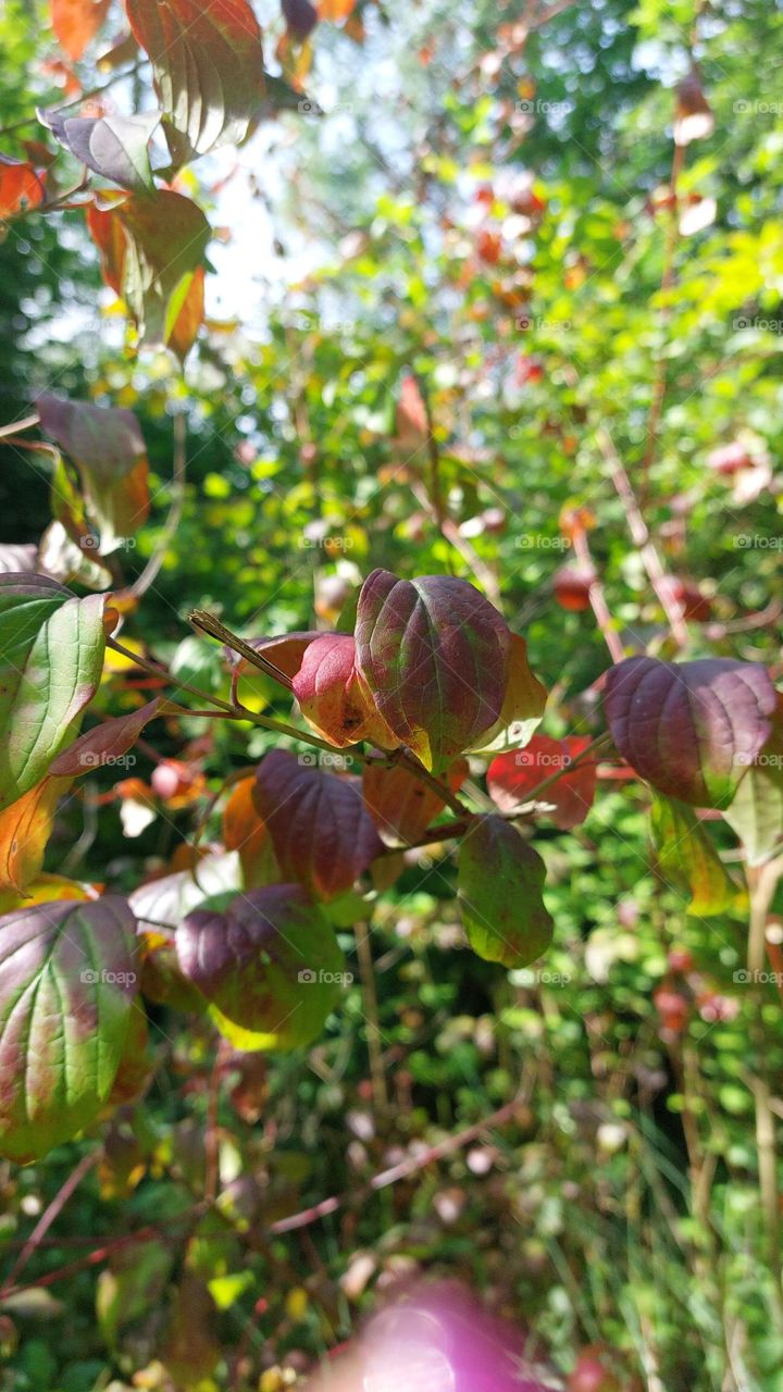 Red natural plants