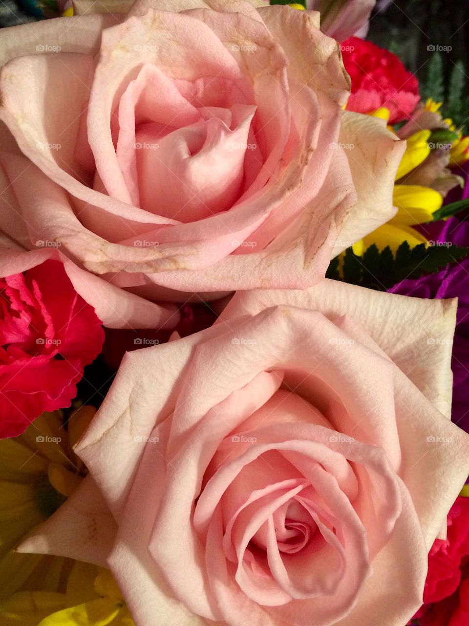 Pink roses 