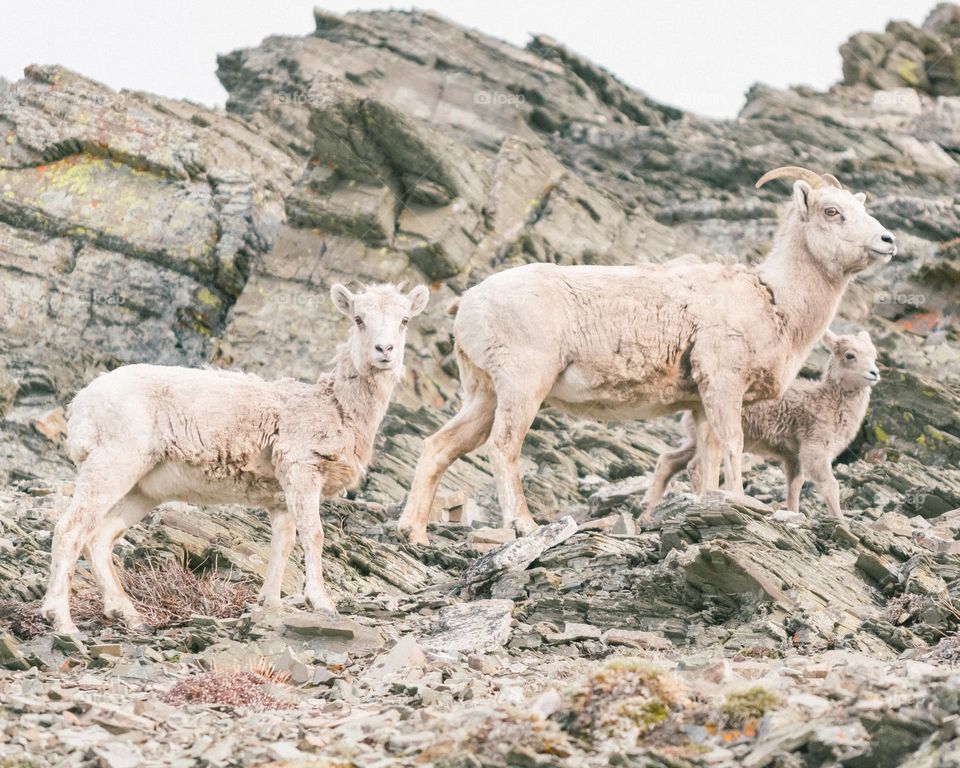 the goat is playing on a rocky mountain