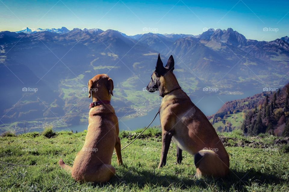 dogs in the mountains, above walensee in switzerland.