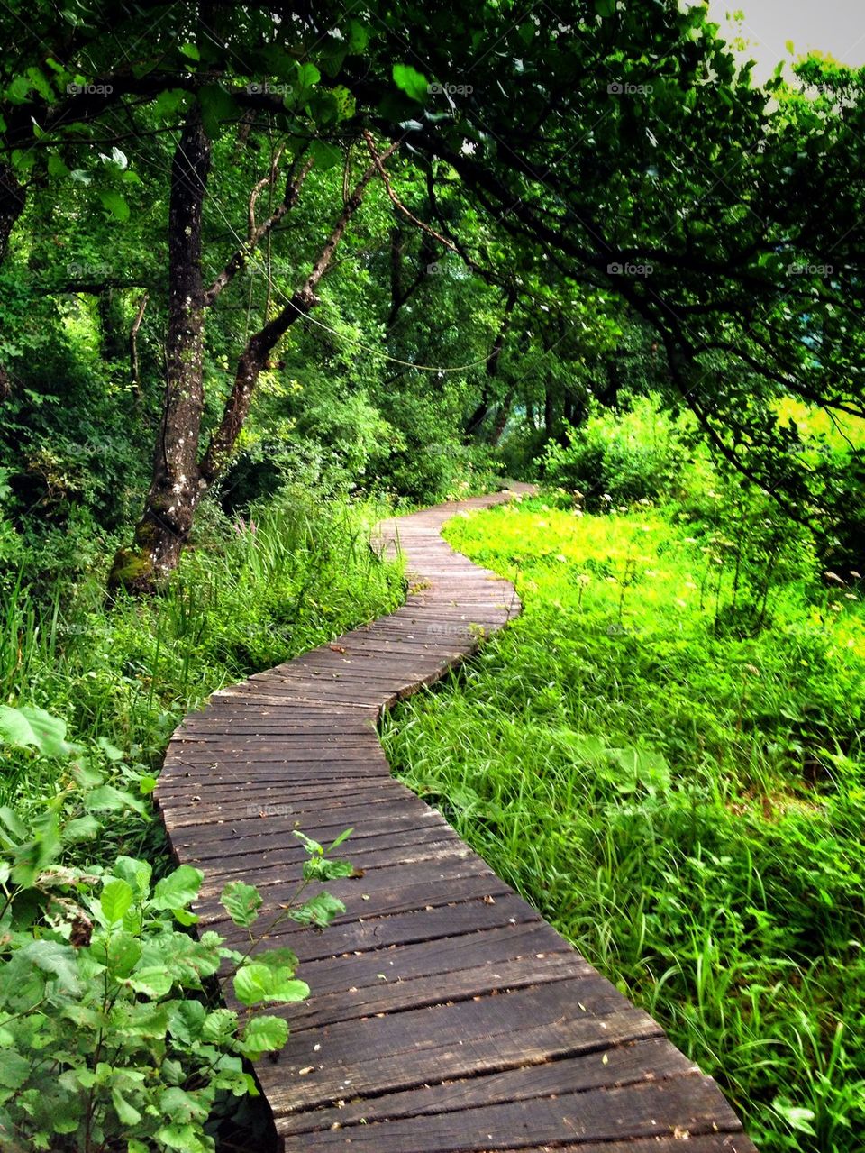 wooden path