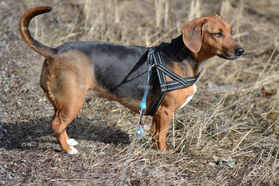 dog on a leash