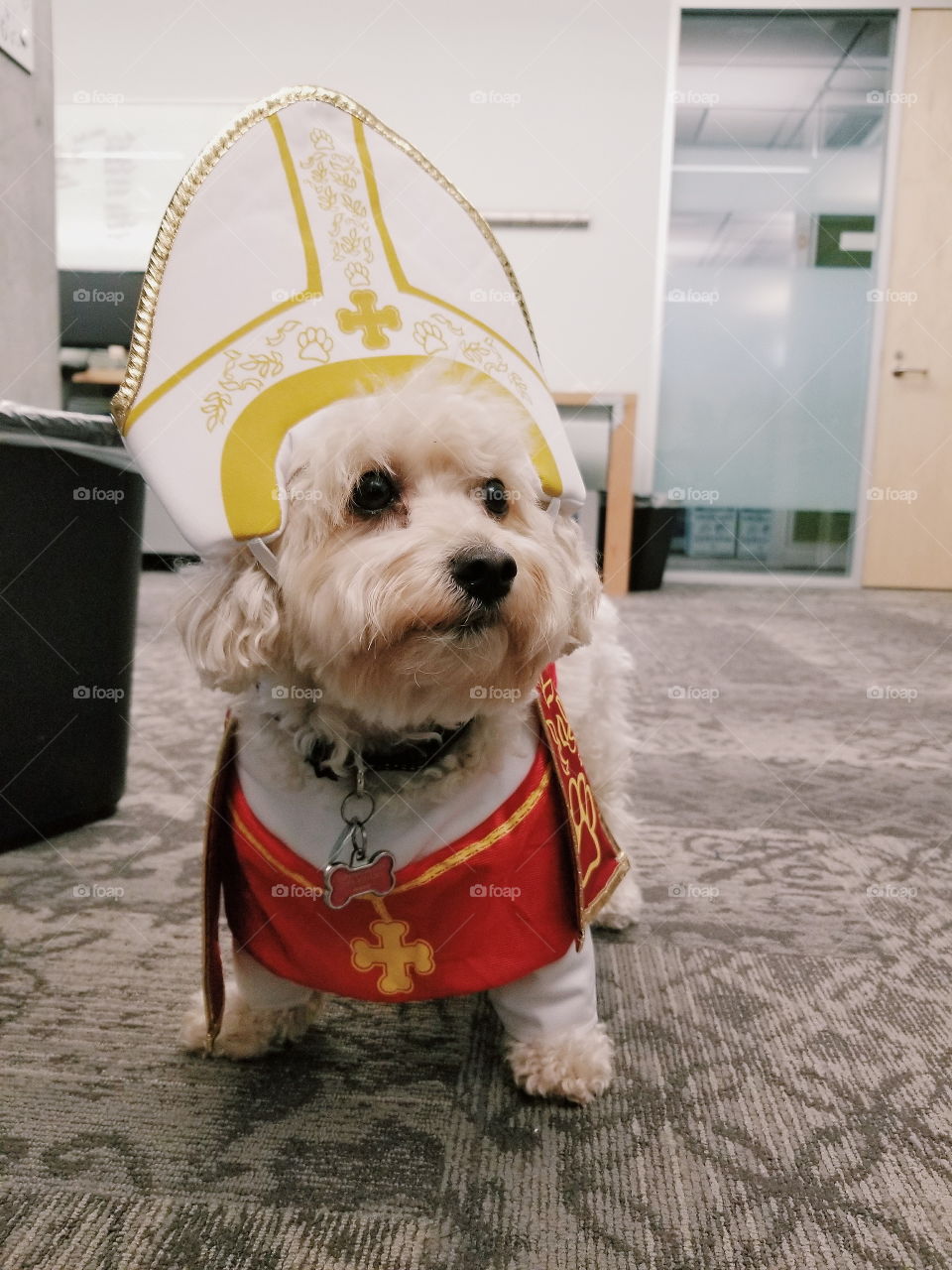 Happy Howlloween. Bow. My owner dressed me as a pope!!!!