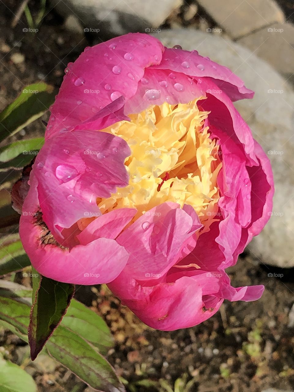 Peony