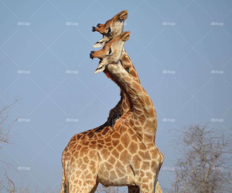 Dancing giraffe