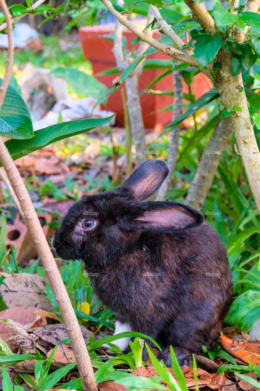 a black rabbit exploring the garden