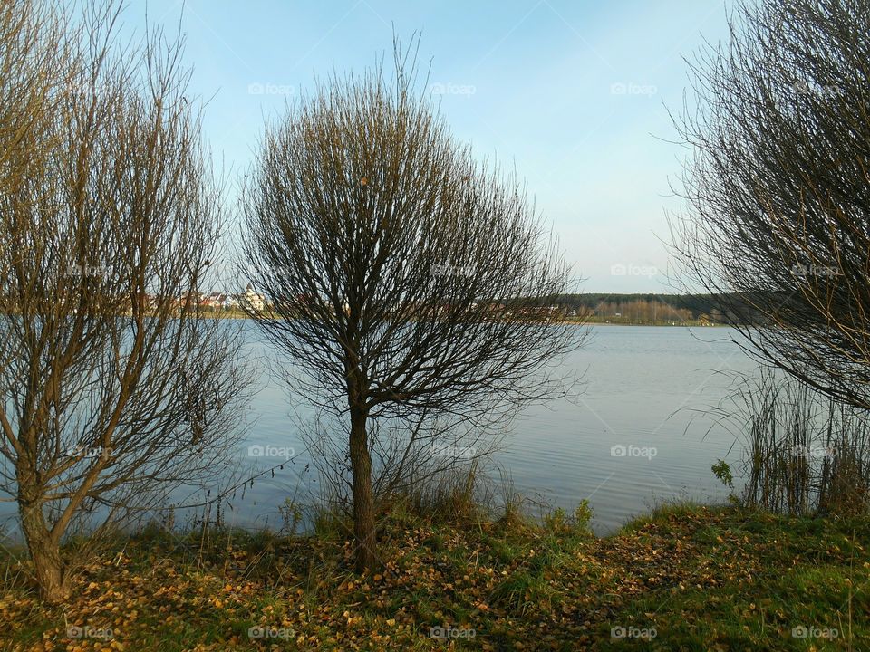 Tree, Fall, Landscape, Winter, No Person