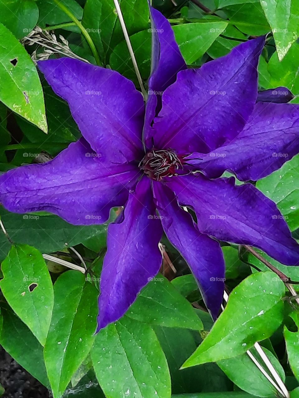 purple flower of clematis on green leaves