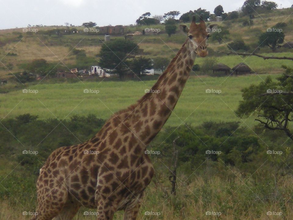 Giraffe in Africa 