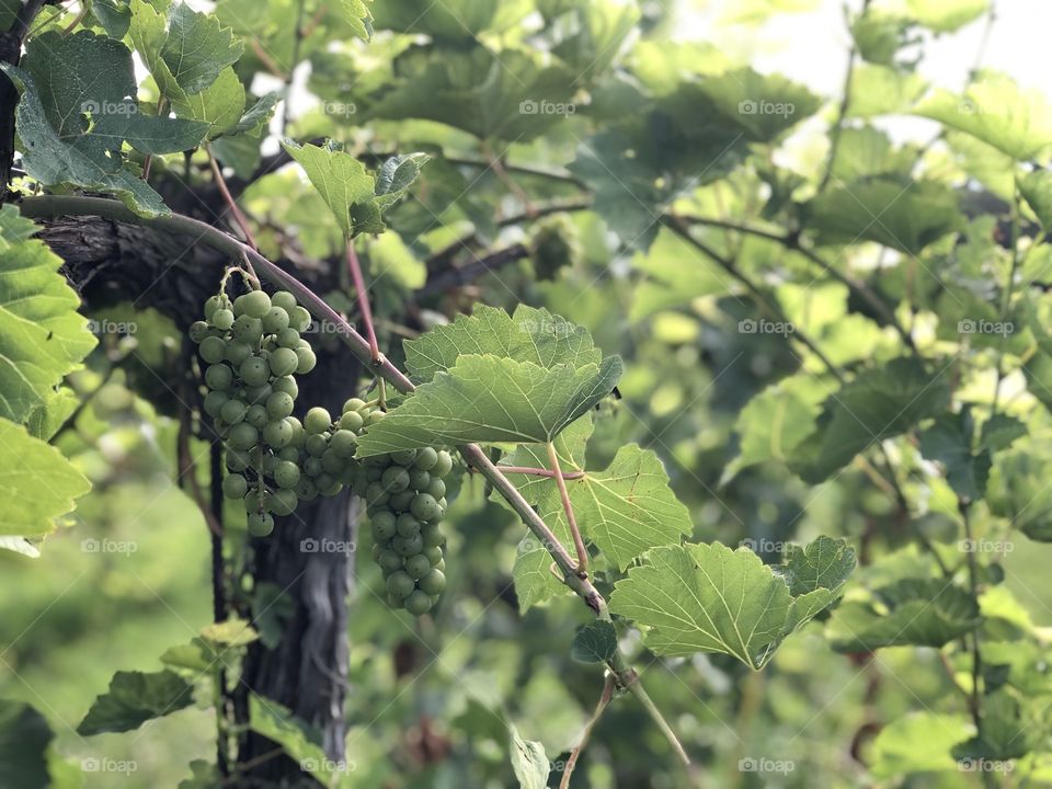 Grapes on a grapevine in a vineyard