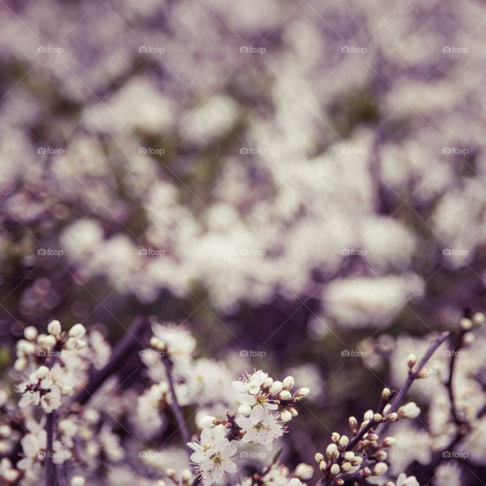 Spring flowers in London