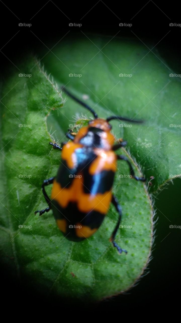 The milkweed leaf beetle is a species of beetle in the Chrysomelidae family.