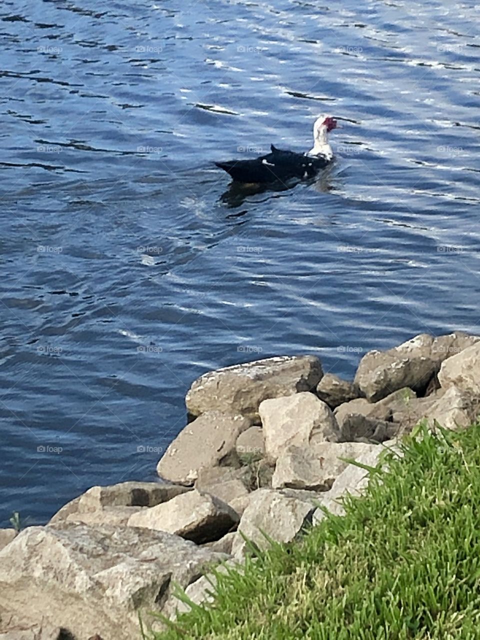 A Mallard duck  floating by the rocks and this human, in the water in Baton Rouge, Louisiana. 