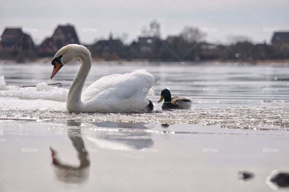 Swan and duck