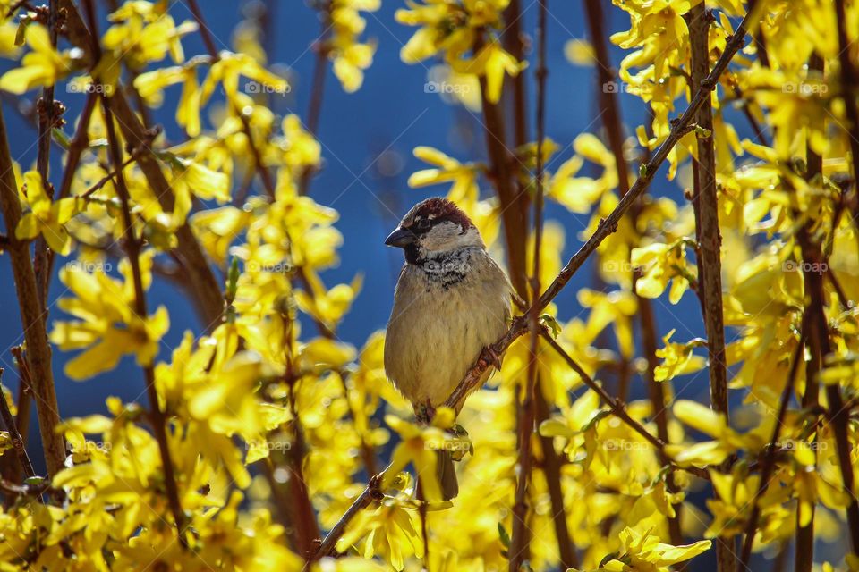 Sparrow at the yellow blooming spring tree