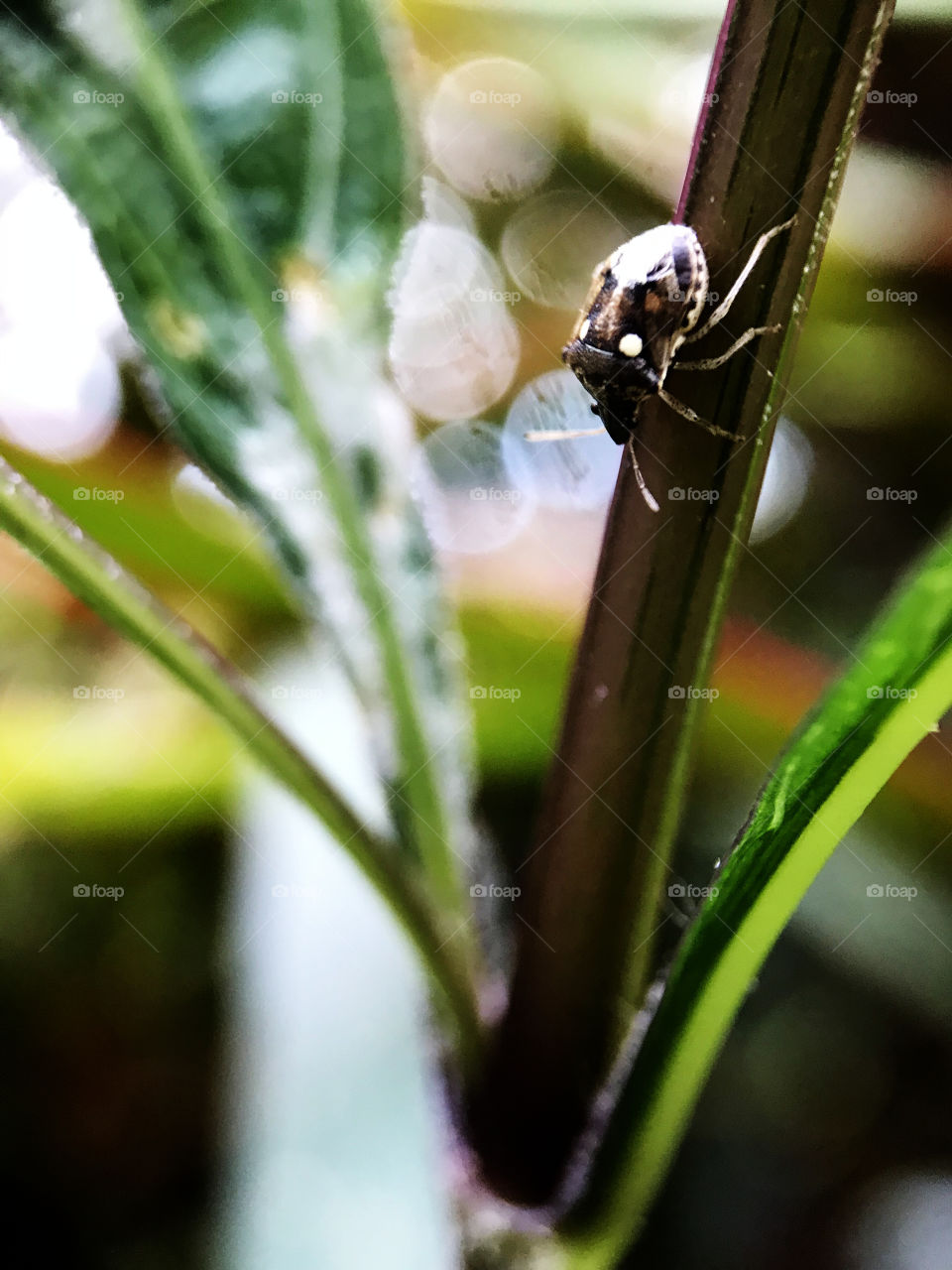 Not sure is this beetle or something, but got very small and non-stop moving till I say, please...give me you best short and stop moving just three seconds. See what I got.
