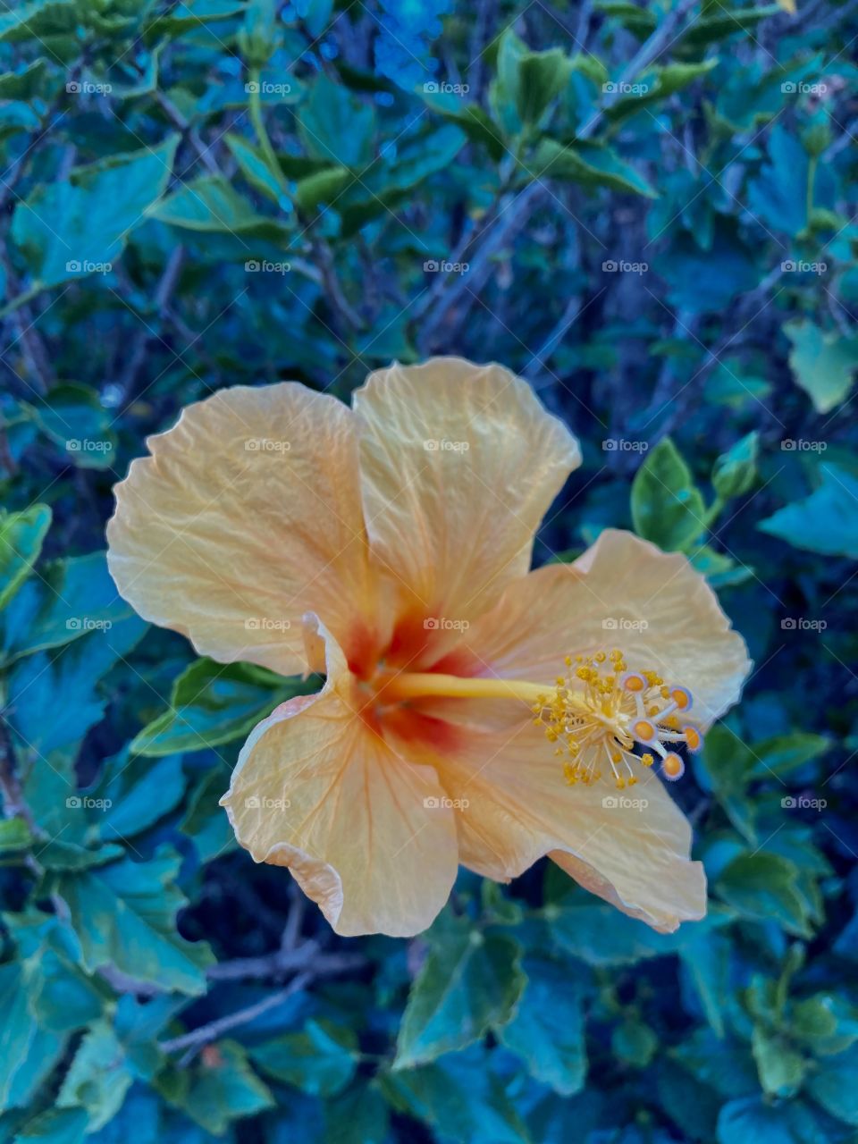 🌹 🇺🇸 Very beautiful flowers to brighten our day.  Live nature and its beauty. Did you like the delicate petals? / 🇧🇷 Flores muito bonitas para alegrar nosso dia. Viva a natureza e sua beleza. Gostaram das pétalas delicadas? 