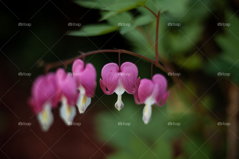 bleeding hearts in spring bloom