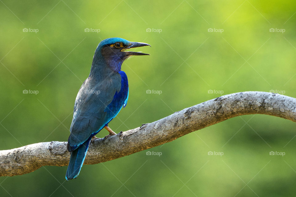 Bird ID - Indian Roller