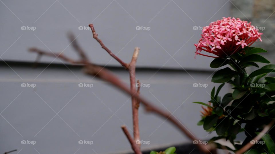 Ixora chinensis, commonly known as Chinese ixora, is a species of plant of the genus Ixora