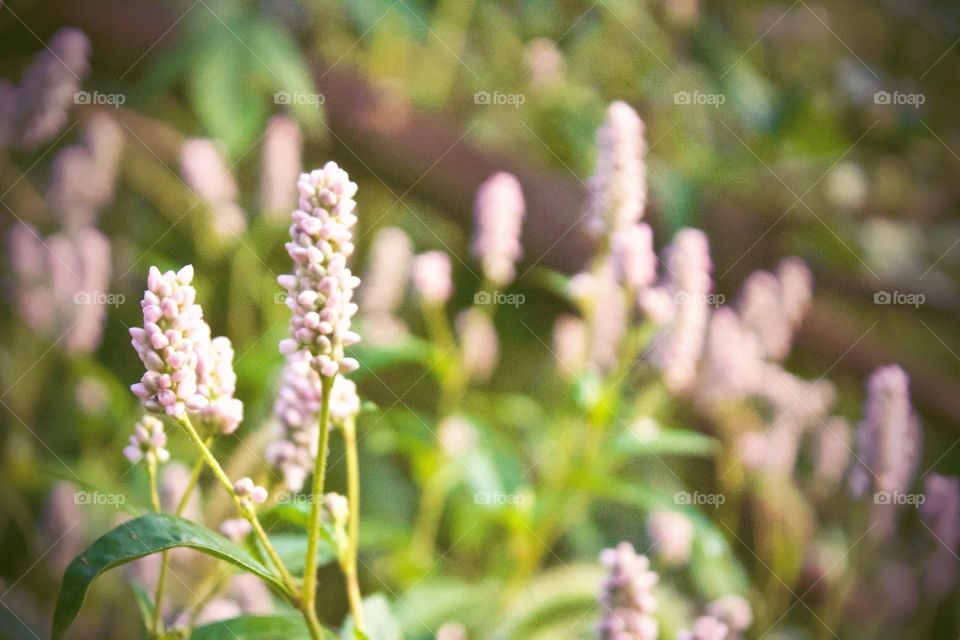 Pennsylvania Smartweed 