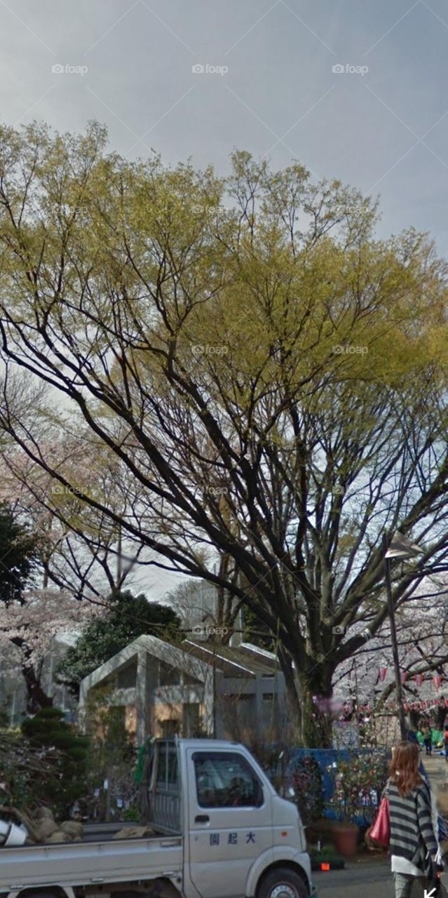 Sắc vàng vào thu.