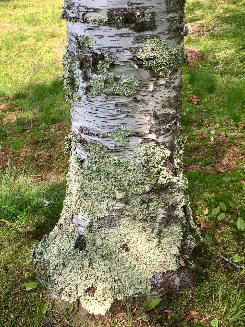 Green moss on silver birch trees