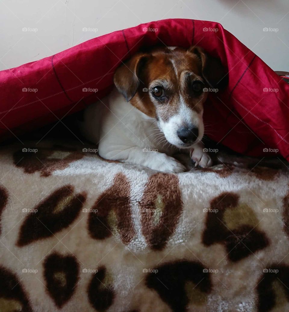 Adorable Jack Russell ready to sleep.